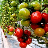 Major Tomato Producer Implements Local Weight Data Solution