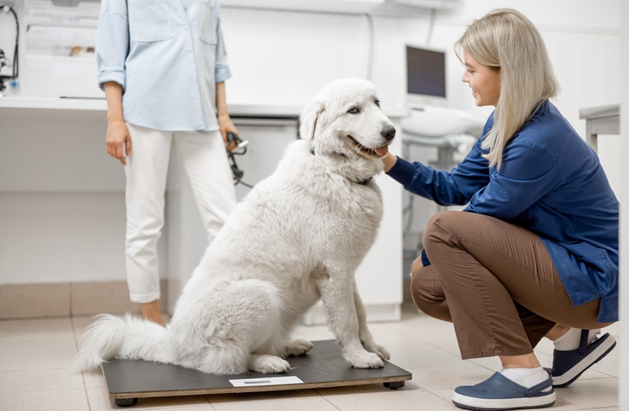 Animal Weighing Scales: Achieving Accurate Results