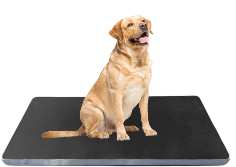 Animal Weighing Scale